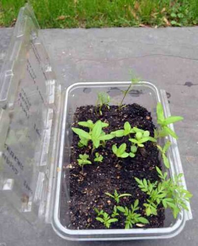 Make a Mini-Greenhouse from a Plastic Salad Container
